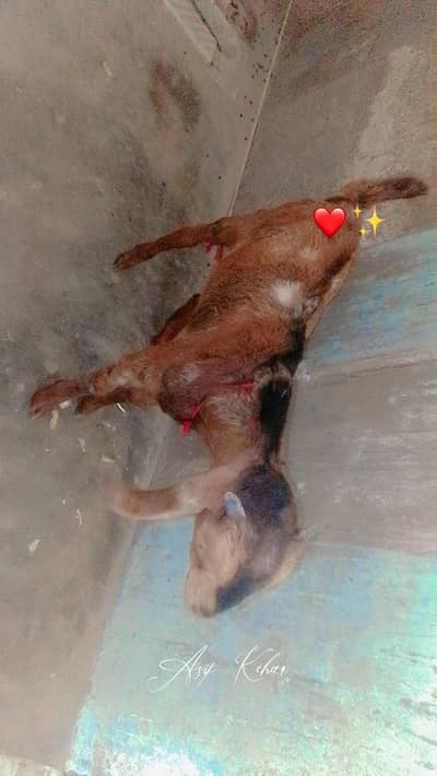 BABY GOAT 03713717976 Whatsapp only