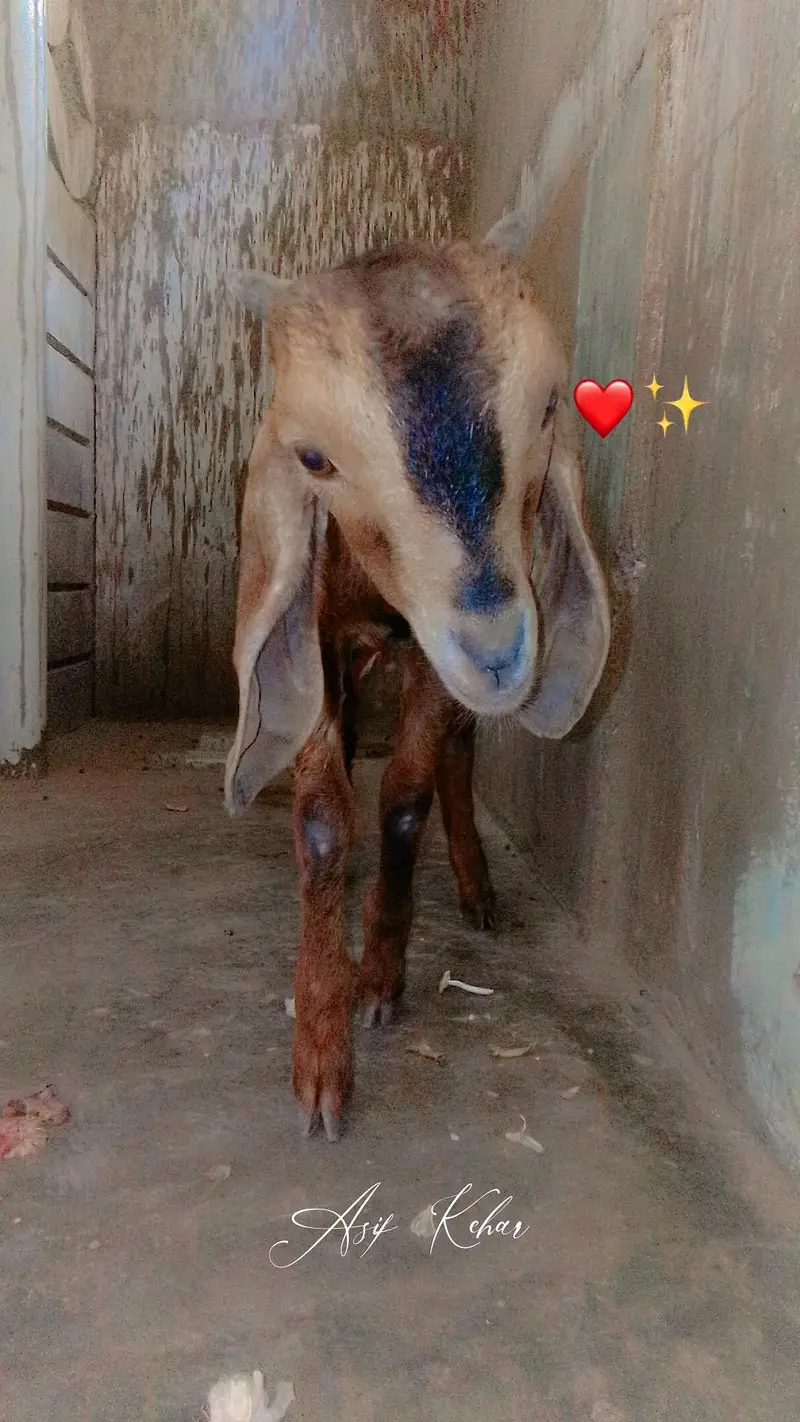 BABY GOAT 03713717976 Whatsapp only — photo 2