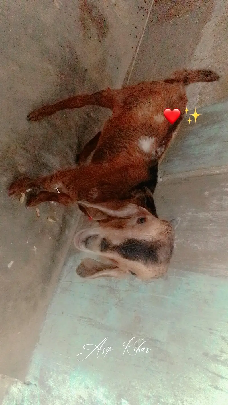 BABY GOAT 03713717976 Whatsapp only — photo 3
