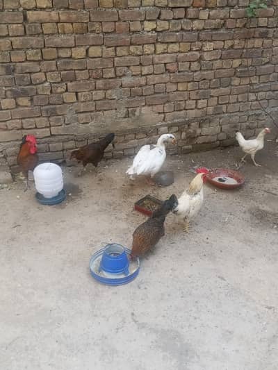 Ghar ki Dasi murgi or murga