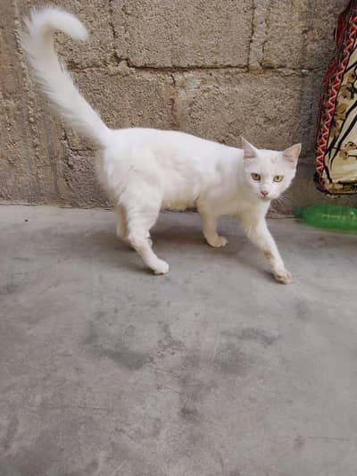 White Persion Cat