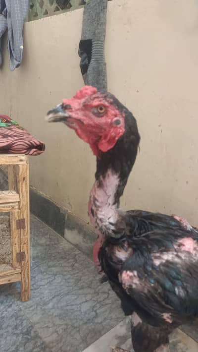thai patha aviable for sale 0301/4422/538 whtspp pe rabta kre