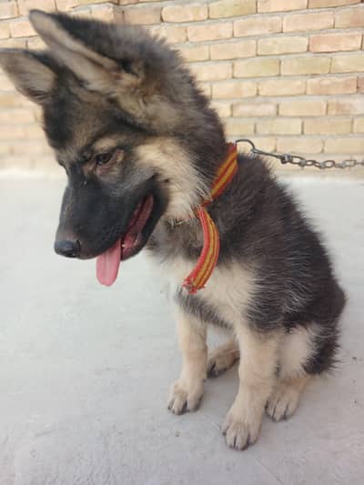 german shepherd puppy