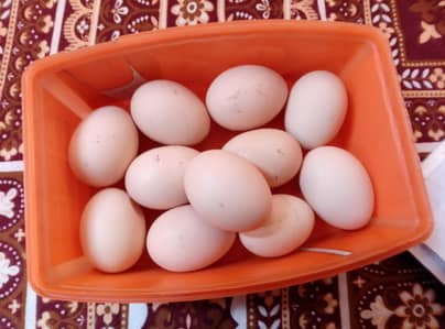 ASIL Han eggs