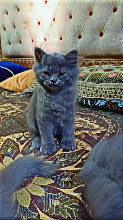 Persian kittens for sale