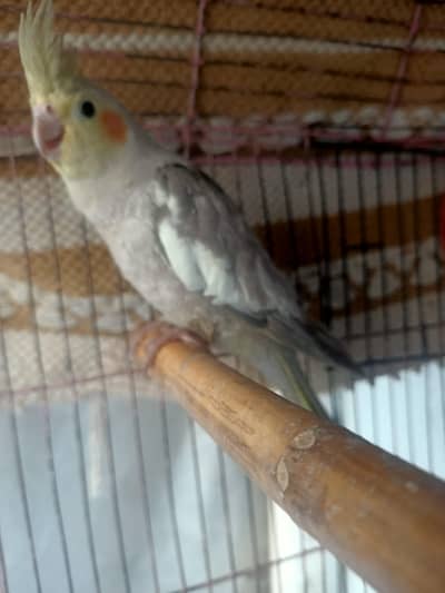 parrot