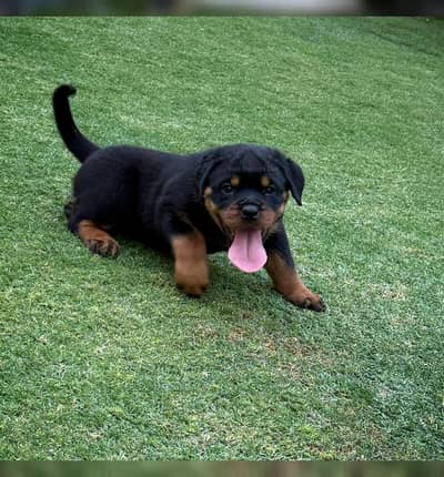 KCP Pedigree Rottweiler Puppies