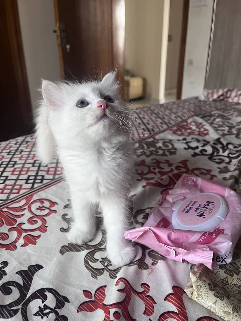 kittens 0