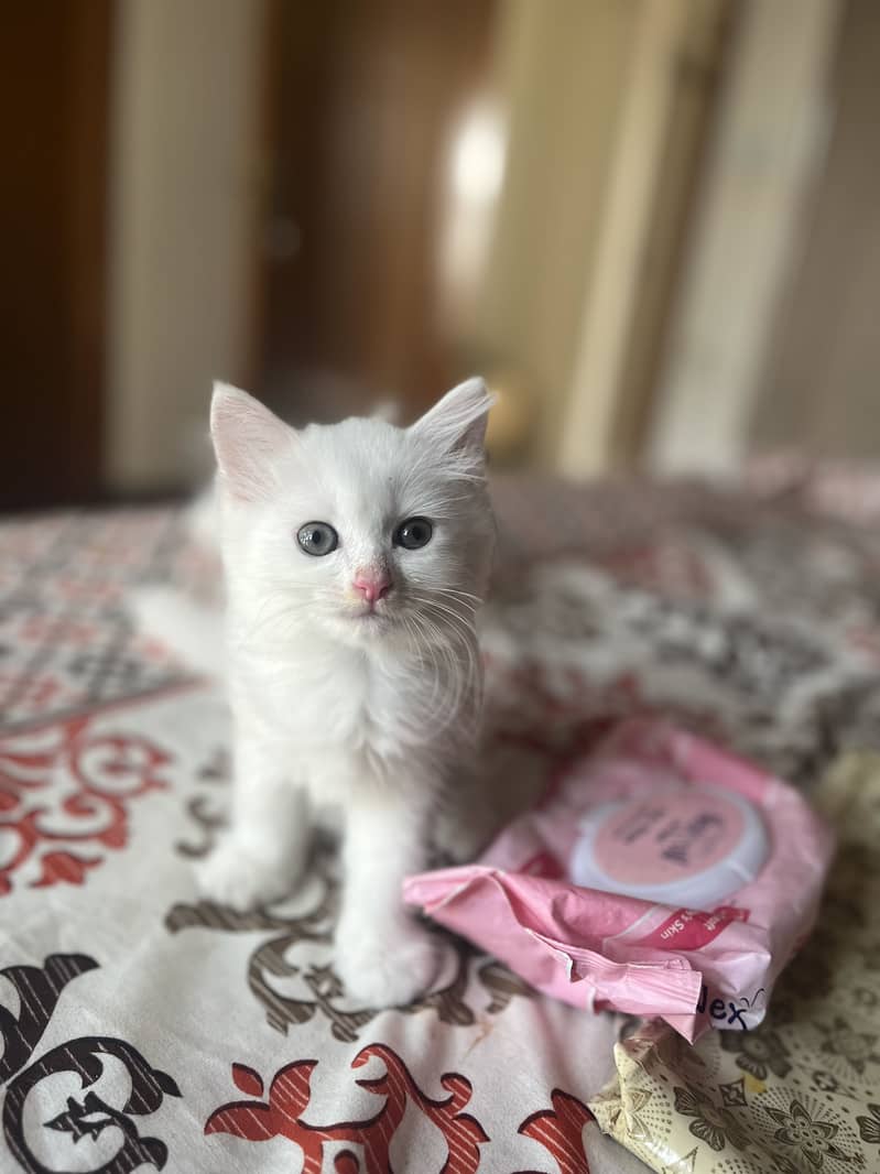 kittens 1