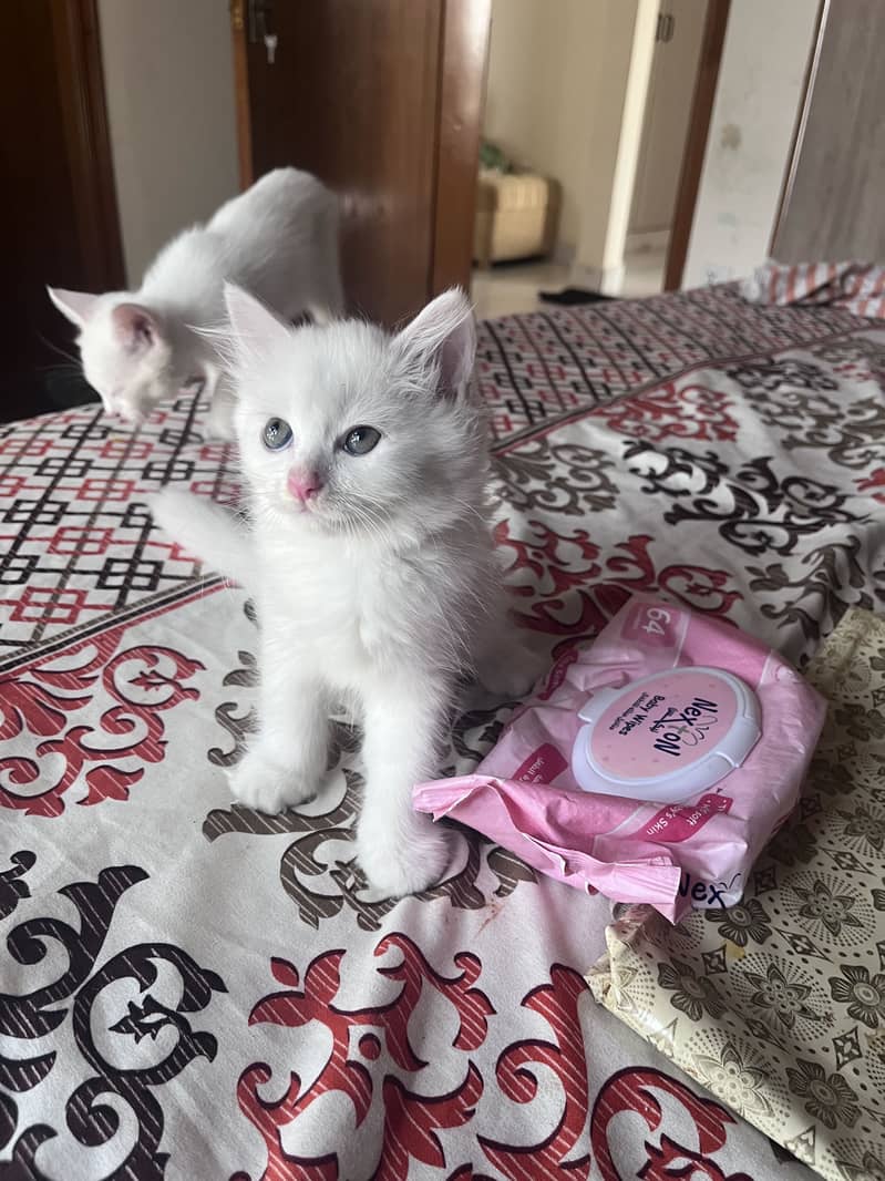 kittens 2