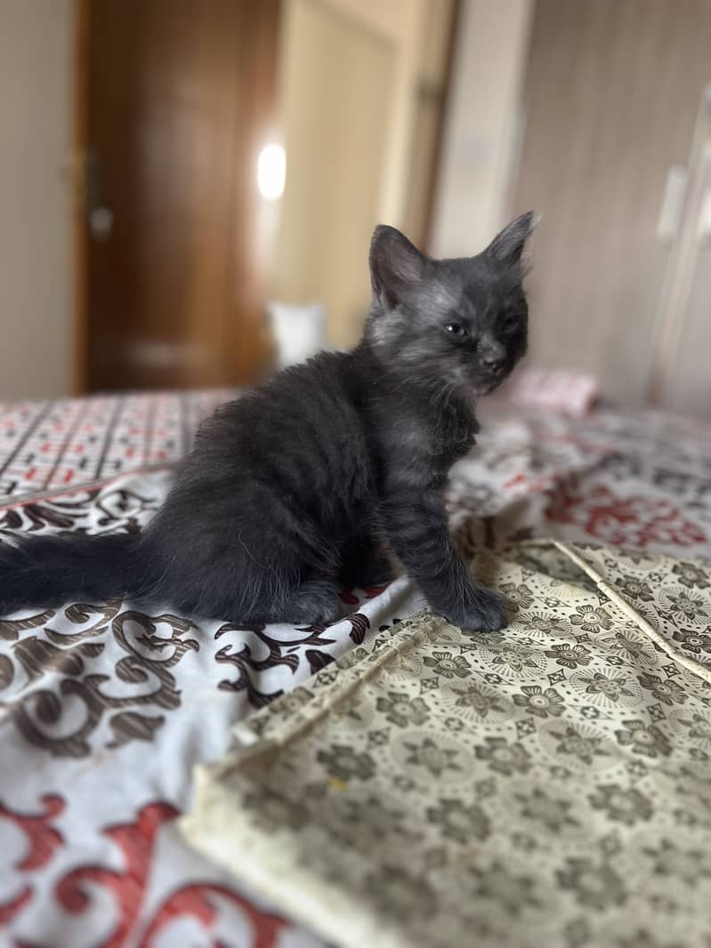 kittens 3
