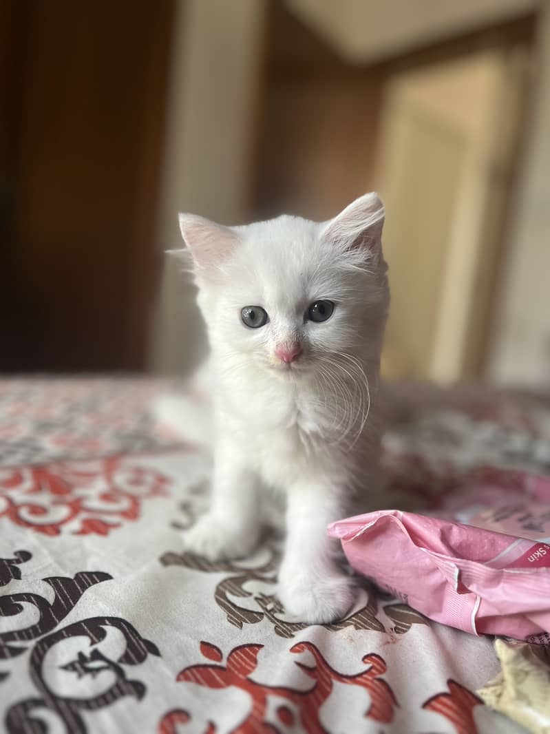 kittens 4