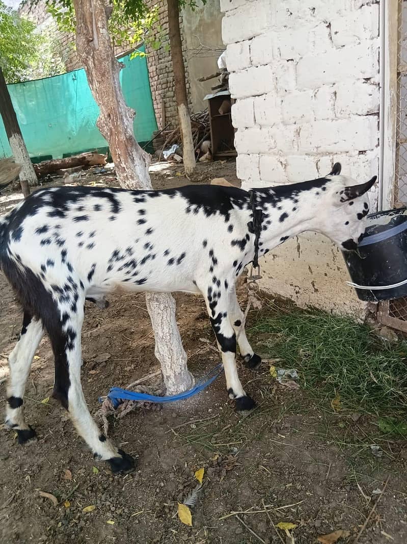 barbraa 3