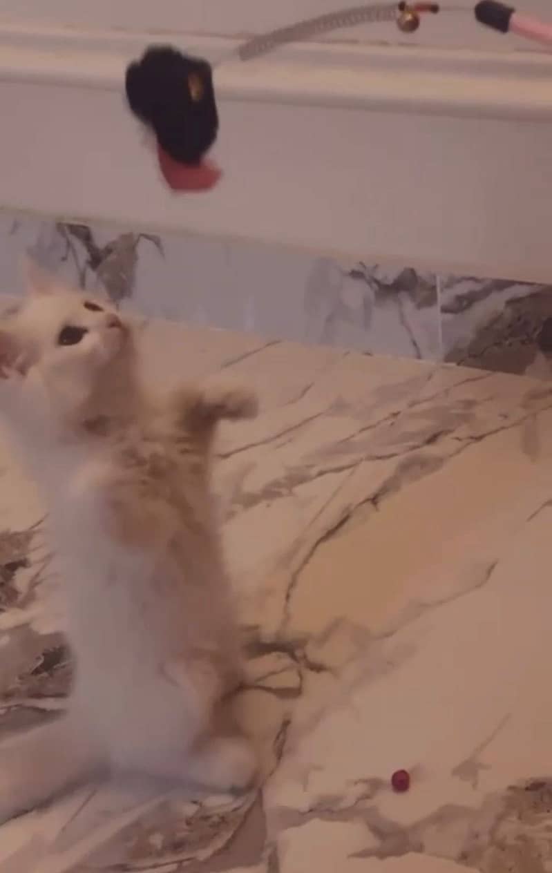 Persion cat 0