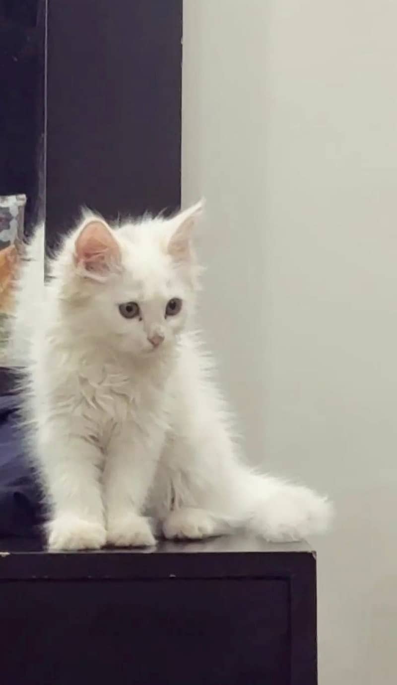 Persion cat 1