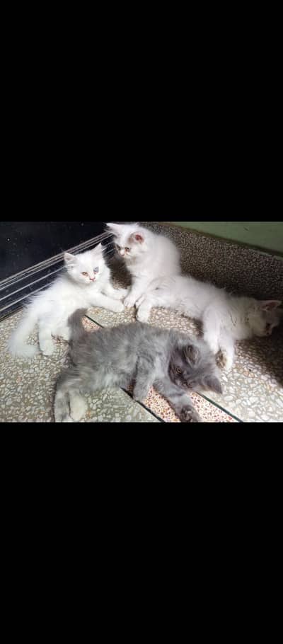 Triple Coat Kittens For Sale