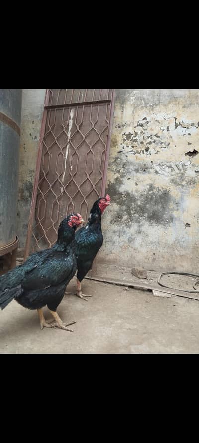 Aseel Mushka Lasani Chicks | Aseel hen | male | Female | For sale