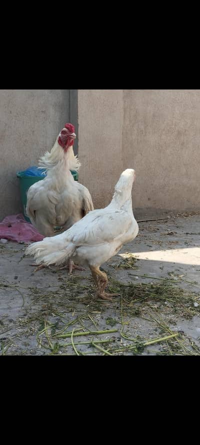Aseel Mushka Lasani Chicks | Aseel hen | male | Female | For sale