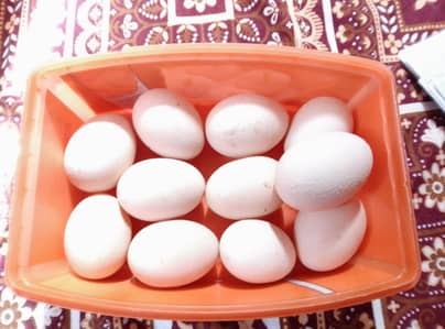 Golden ASIL Han dasi eggs