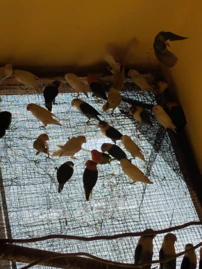 mix colour mostly breeder pair all setup sale