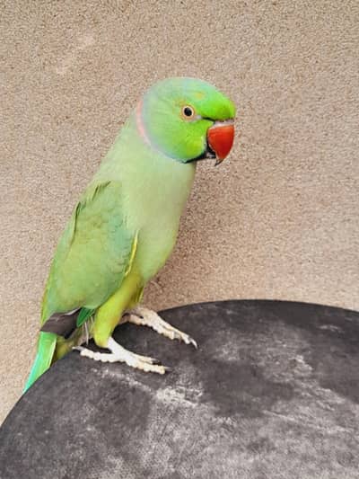 tame male breedr