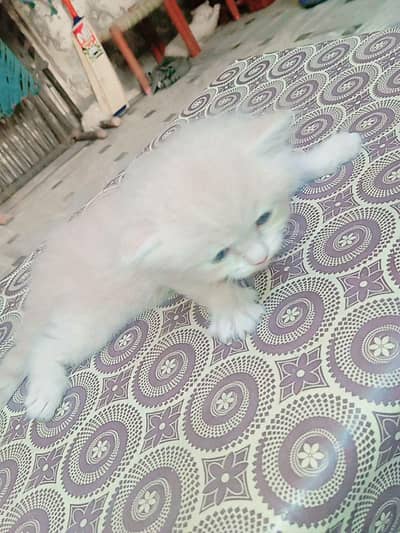 pure persian home kittens for sale