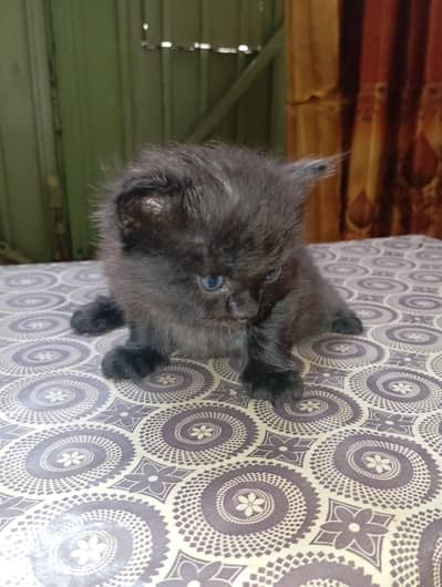 pure persian home kittens for sale