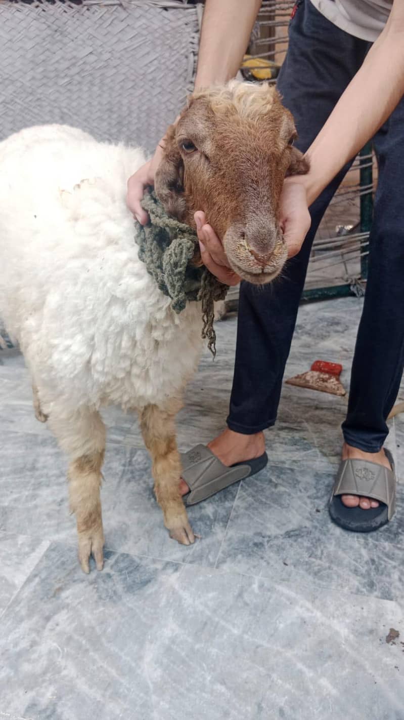 mudrha sheep lamb 0