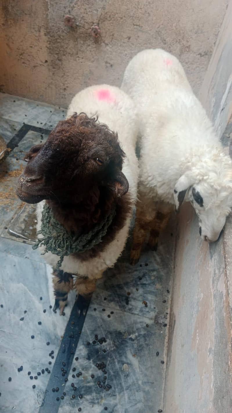 mudrha sheep lamb 1