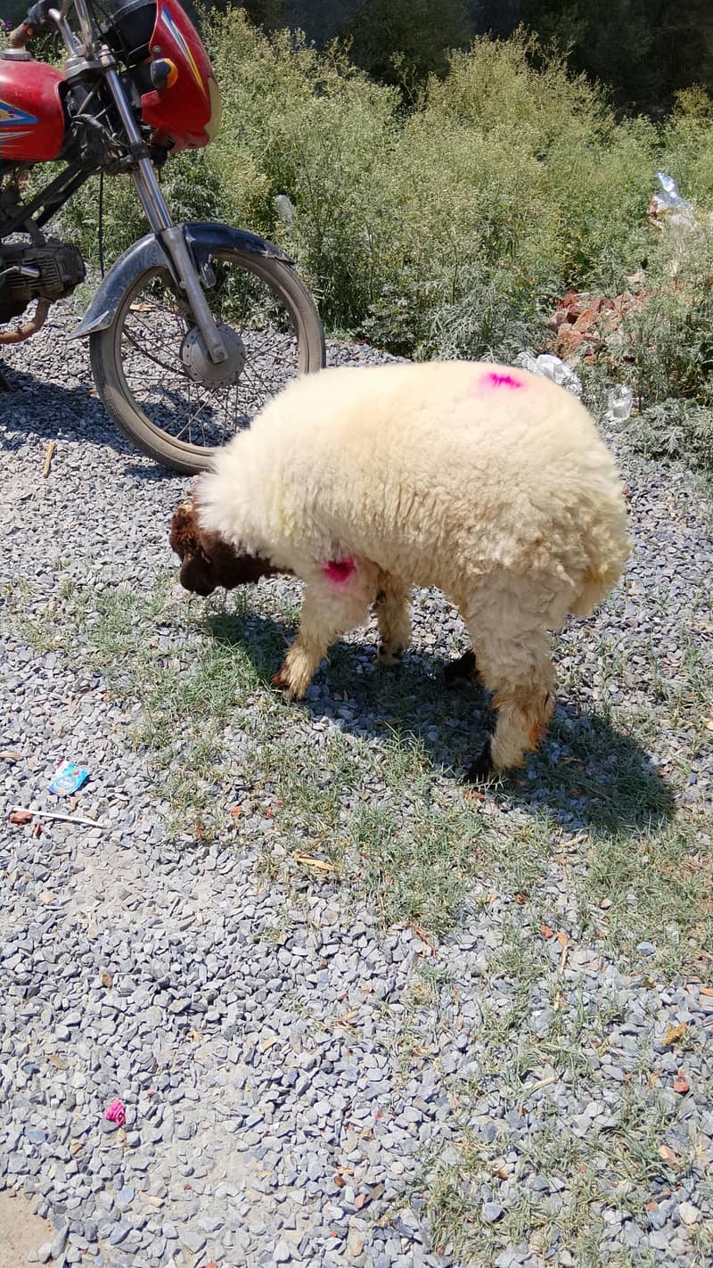 mudrha sheep lamb 2