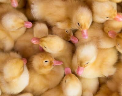 duck baby