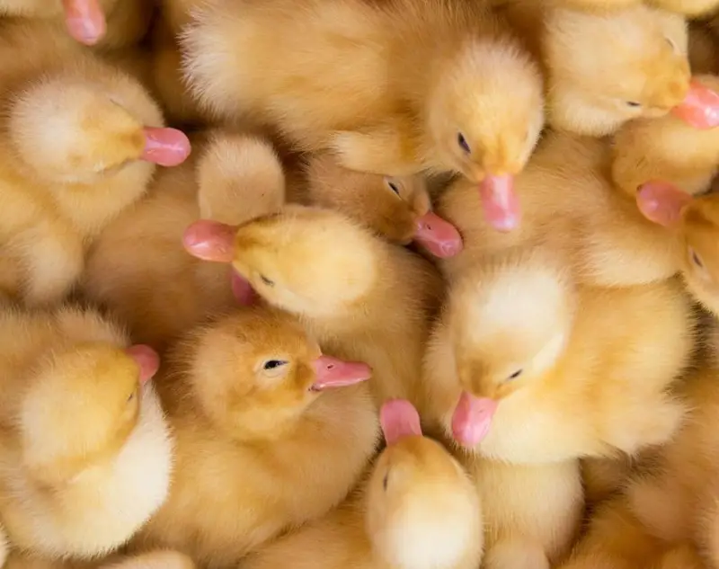 duck baby