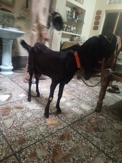Goat For sale / Path Gaban