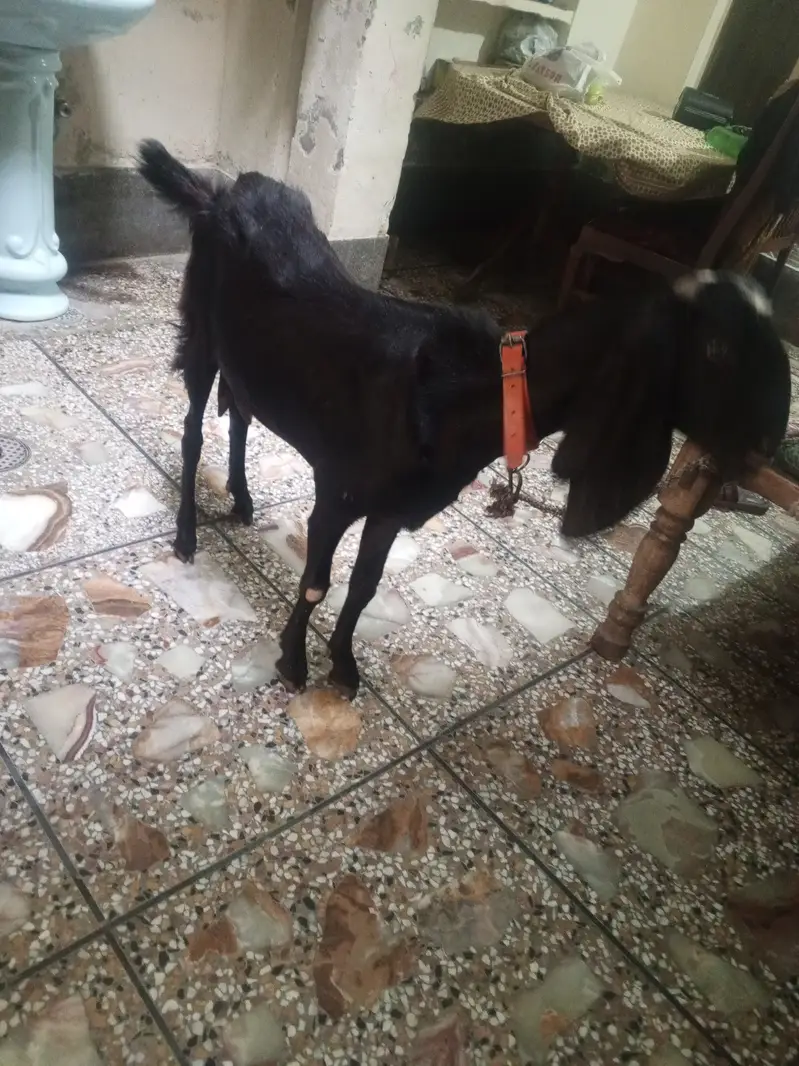 Goat For sale / Path Gaban — photo 2