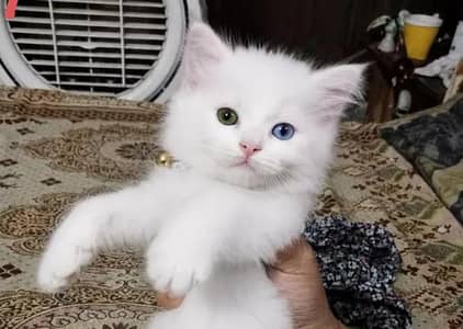 1 odd eye 3 white fullfy kitten
