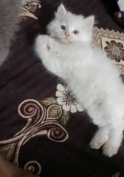 2 white fullfy kitten
