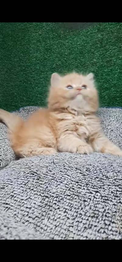 Quality Persian Punch face cat & kitten is03194866952Whatsapp