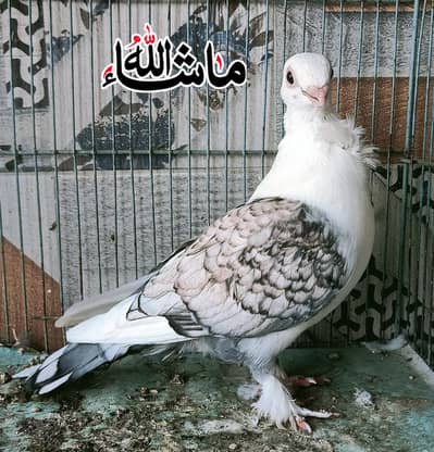 Sentinet cherry Male Available perfect cutting