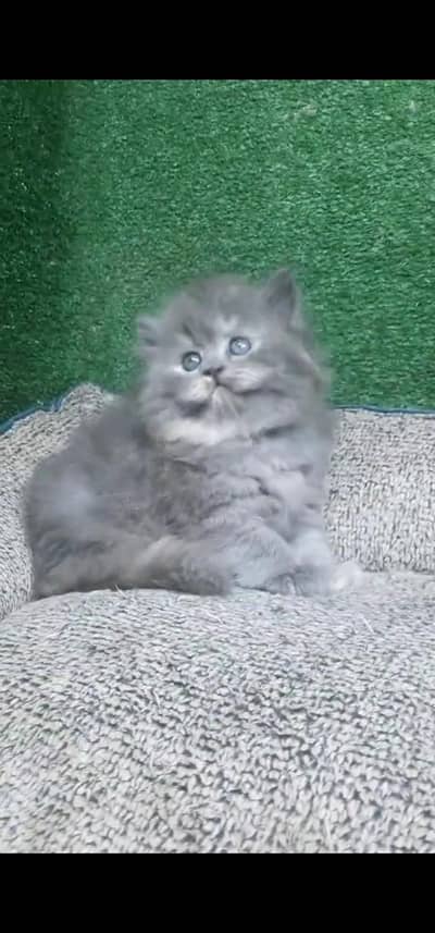 Quality Persian Punch face cat & kitten is03194866952Whatsapp