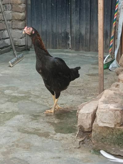murgi