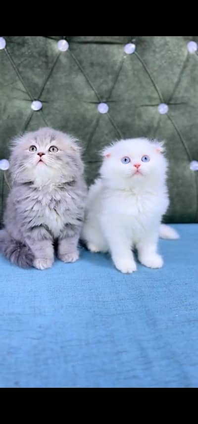 Quality Persian Punch face cat & kitten is03194866952Whatsapp