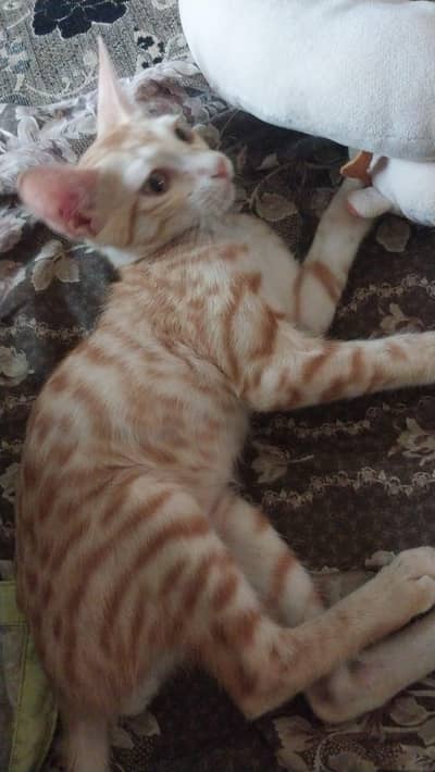 orange male kitten and white female kitten