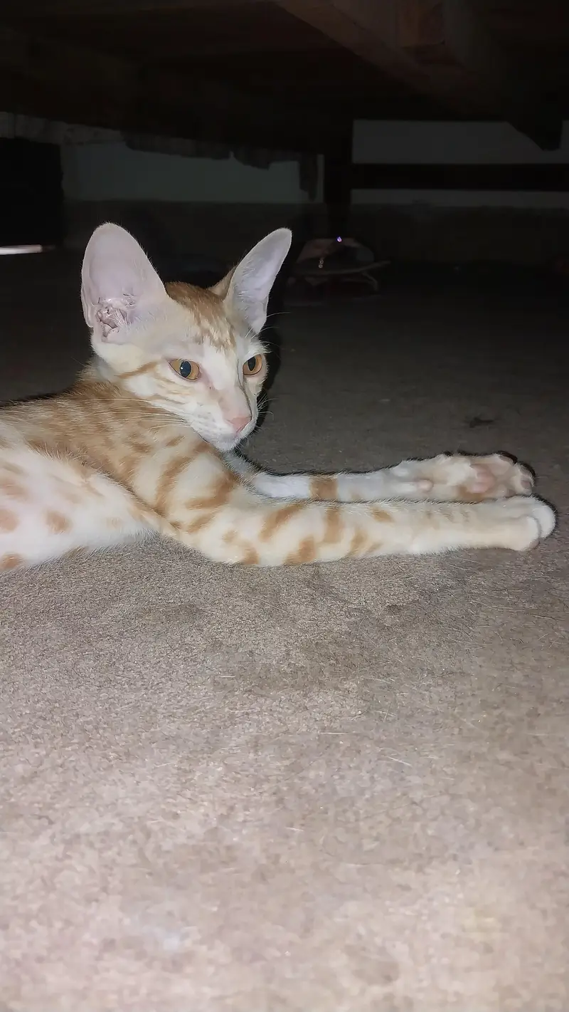 orange male kitten and white female kitten — photo 2