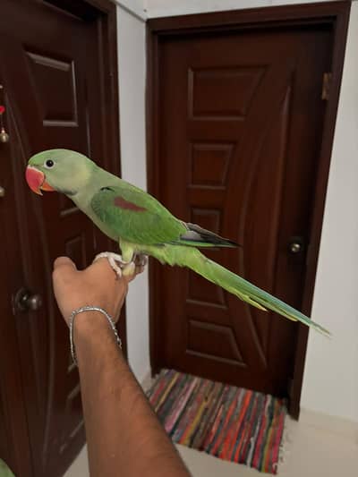 kashmiri pahari for sale