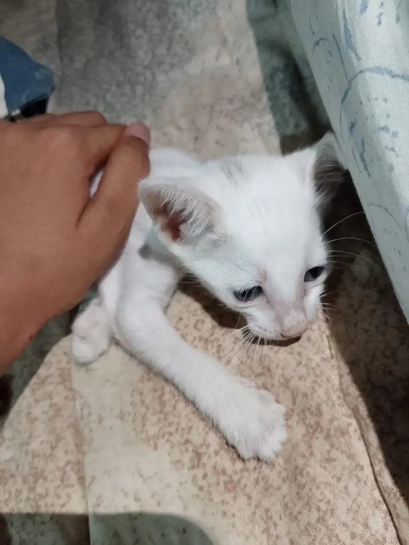orange male kitten and white female kitten — photo 3