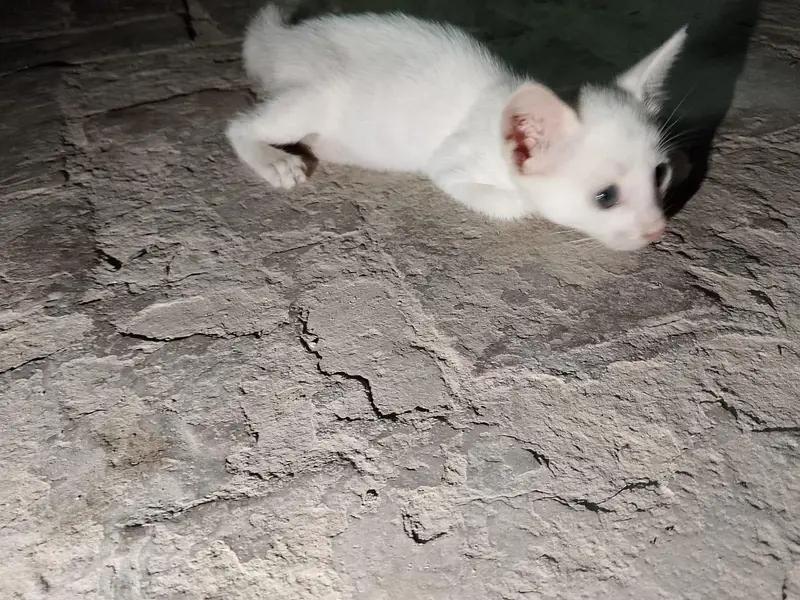 orange male kitten and white female kitten — photo 4