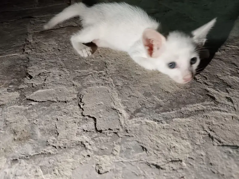 orange male kitten and white female kitten — photo 5