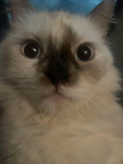 beautiful Persian cat
