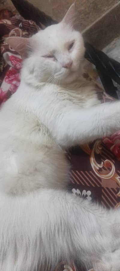 Persian Male Cat
