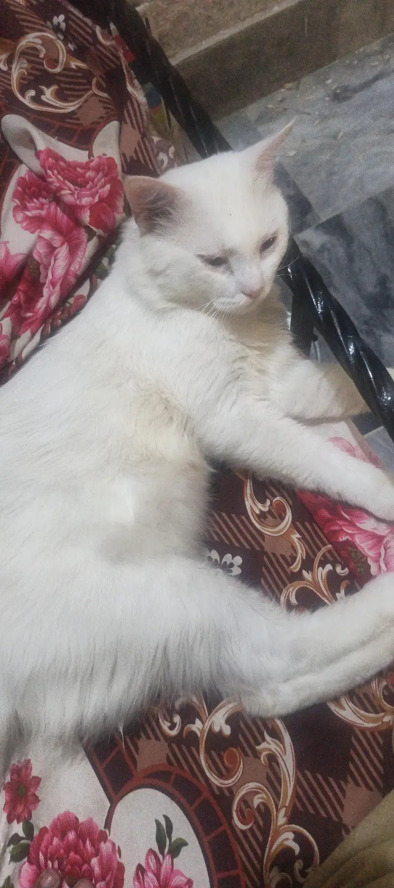 Persian Male Cat — photo 2